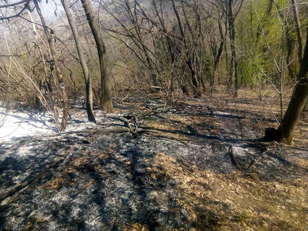 Поново пожар на Фрушкој гори: Горело ниско растиње, пламен се видео из Новог Сада (ФОТО)